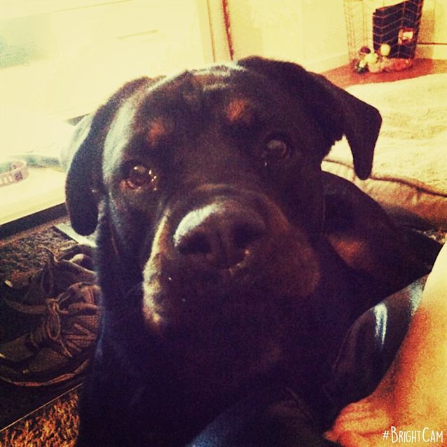 Photo of Mahley ** A Pure Bred Rottweiler **