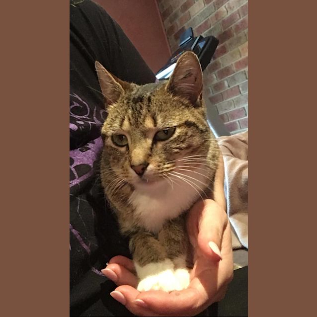 Photo of Alice The Wonderful Girl Cat