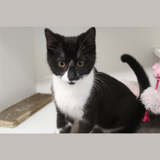 Photo of Pepe Lepurr