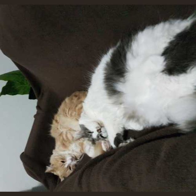 Photo of Arrow And Flash