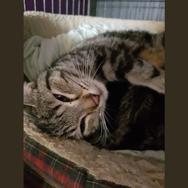 Photo of Angel  Mother Cat/ Queen