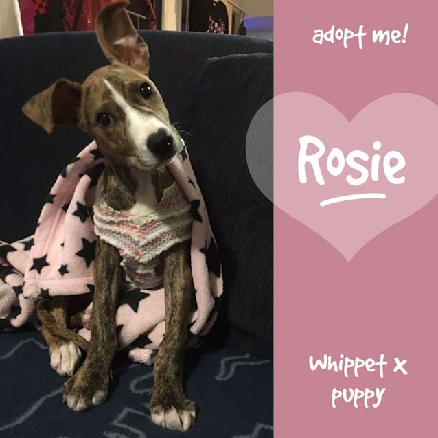 Photo of Rosie ~ Whippet X (On Trial 3/11/2017)