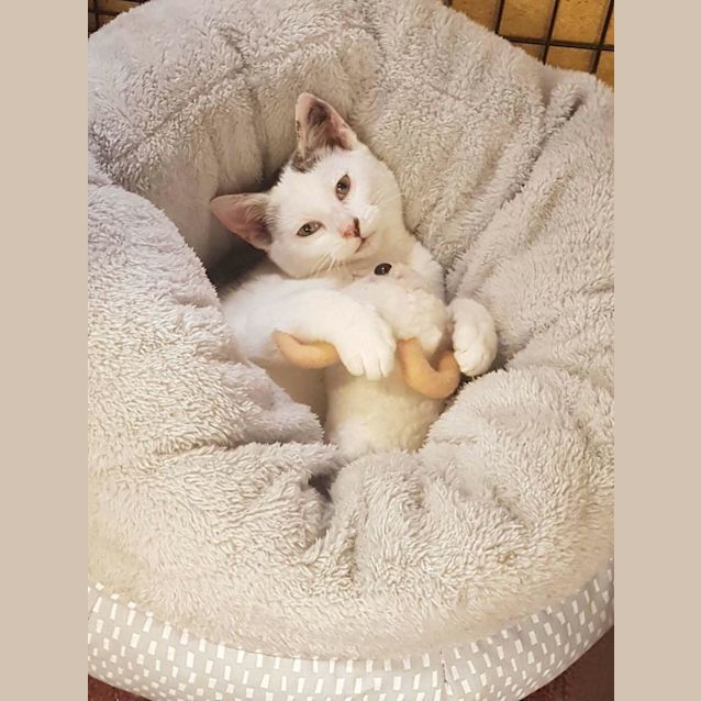 Photo of Banjo