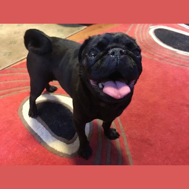 Photo of Charlotte (Charlie)