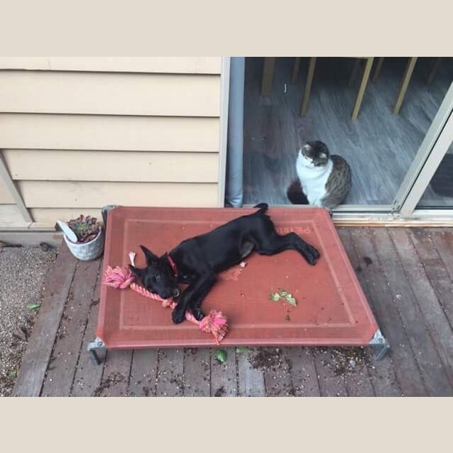 Photo of Ebony... Is Learning To Tolerate The Cat!!!