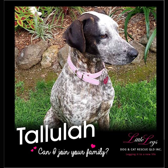 Photo of Tallulah