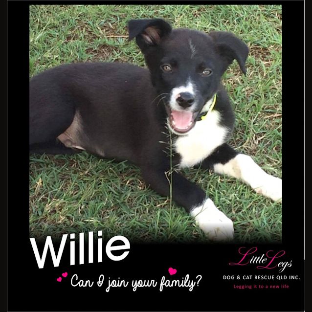 Photo of Willie (Nelson)