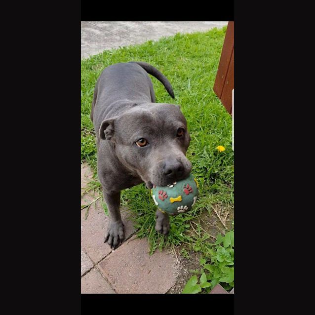 Photo of Nala (Assisted Rehome)
