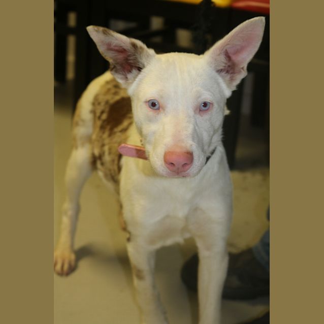 Photo of Possum