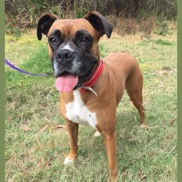 Photo of Sandy ~ Boxer ~ On Trial 19/10/17