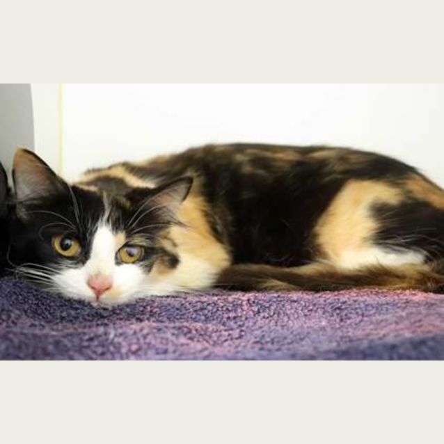 Photo of Diva **2nd Chance Cat Rescue**