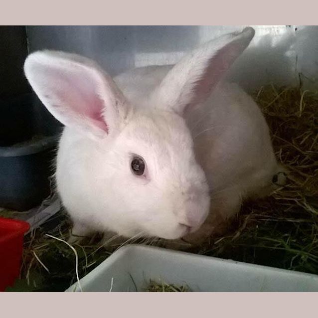 Photo of Bessie