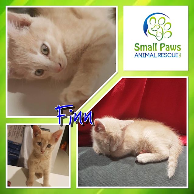 Photo of Finn