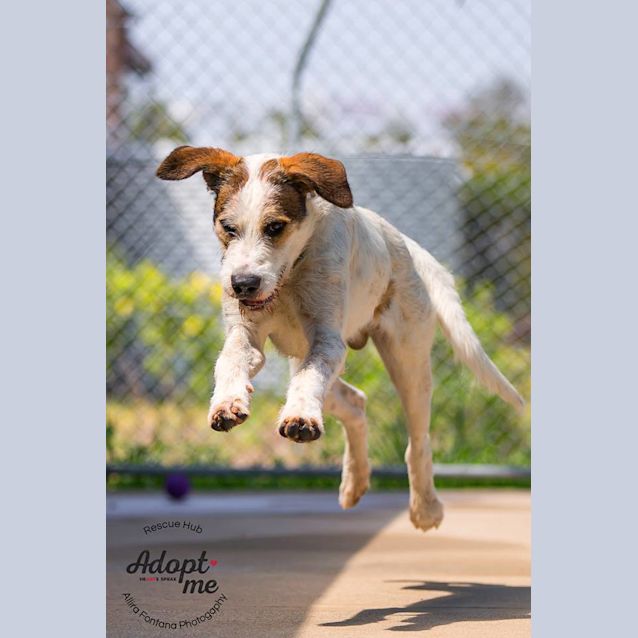 Photo of Rusty (Hcc 351)