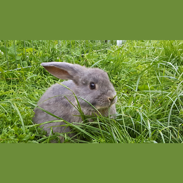 Photo of 2 Mini Lop Babys