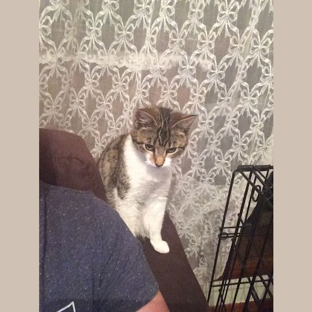 Photo of Kora