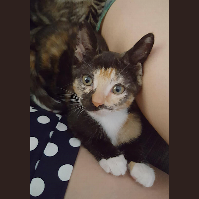 Photo of Beans