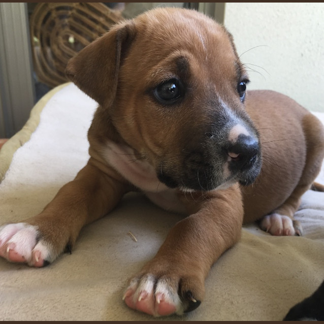 Photo of Clover
