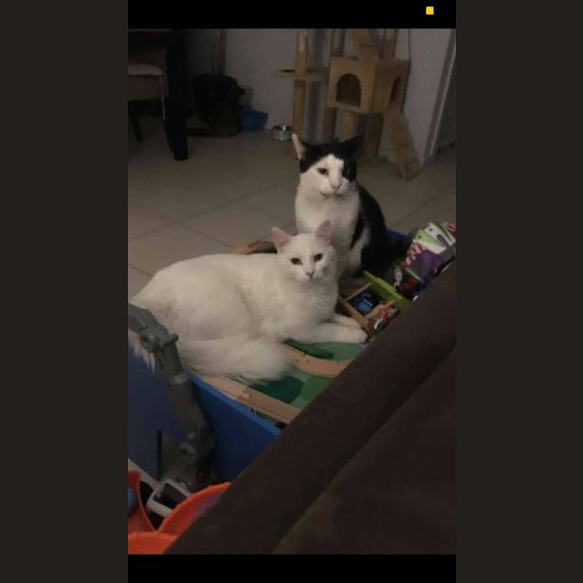 Photo of Hugo & Milky