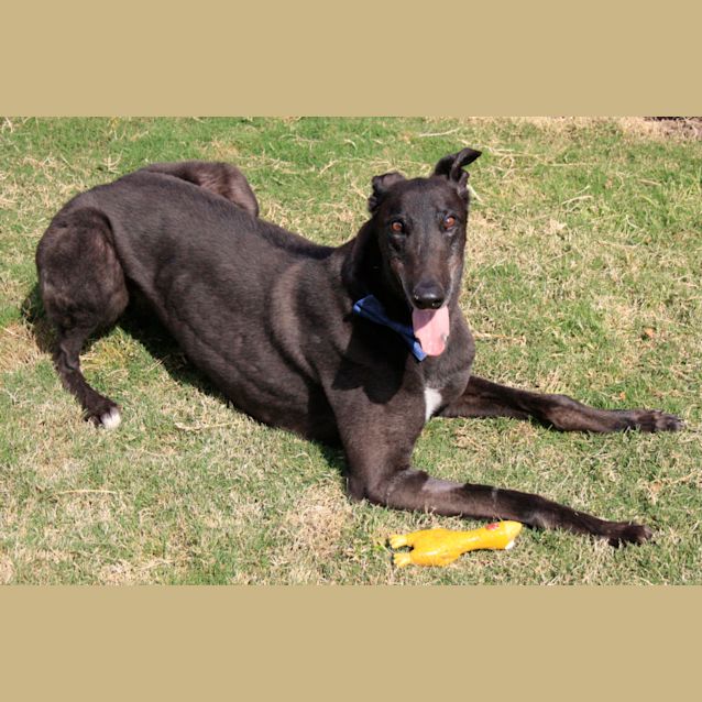 Photo of Toby