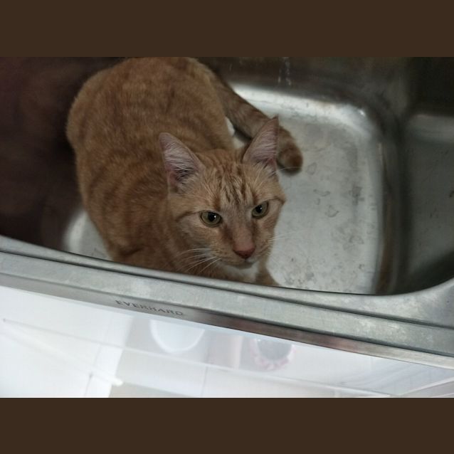 Photo of Kitty