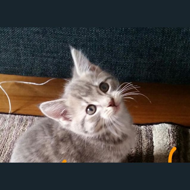 Photo of Tiger