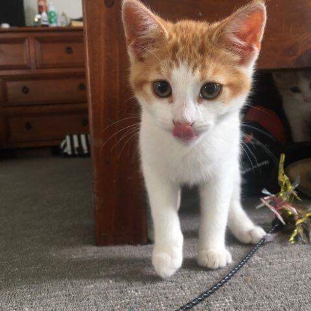 Photo of Nutmeg 