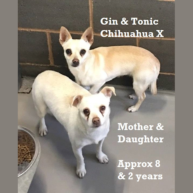 Photo of Gin