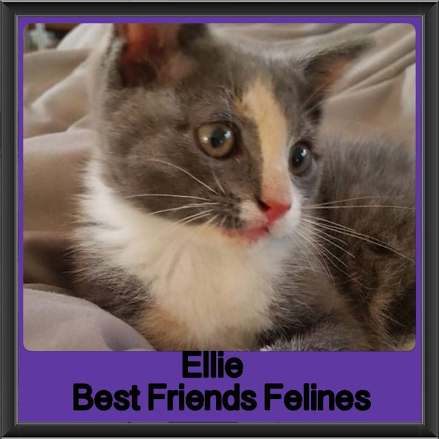 Photo of Ellie 
