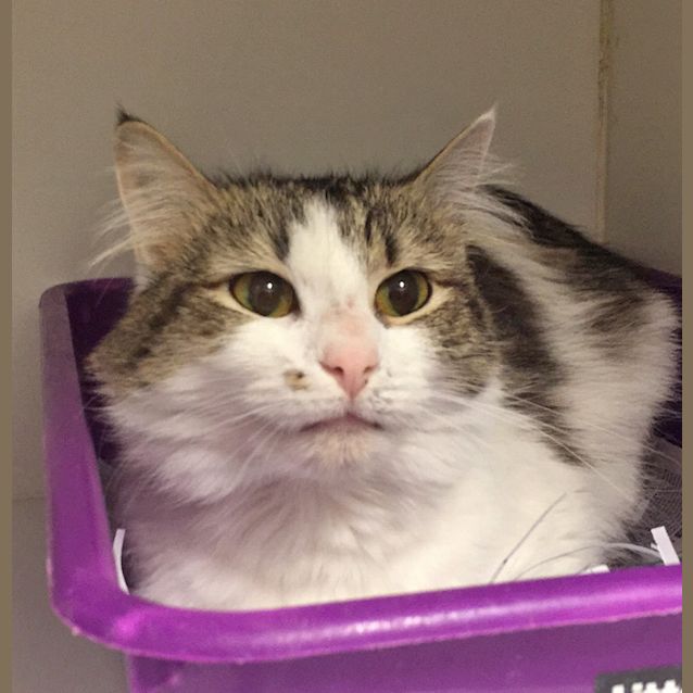 Photo of Nala Sua001509