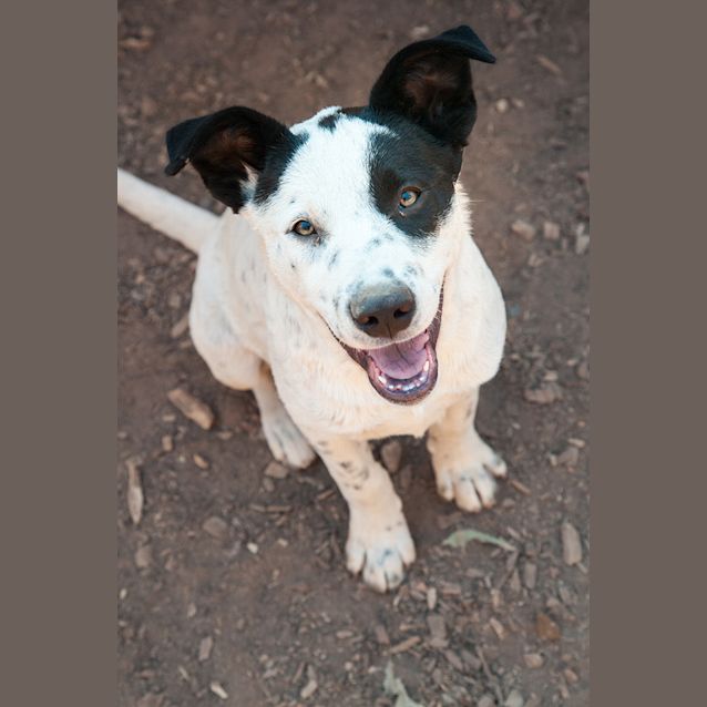 Photo of Geordie