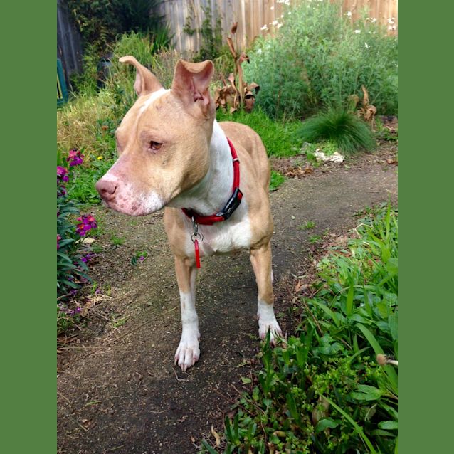 Photo of Honey (Now Thumper)