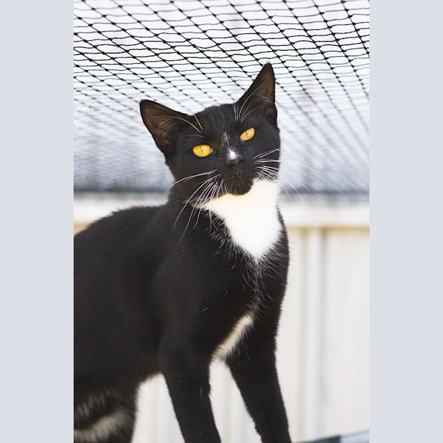 Photo of Chanel (81060)