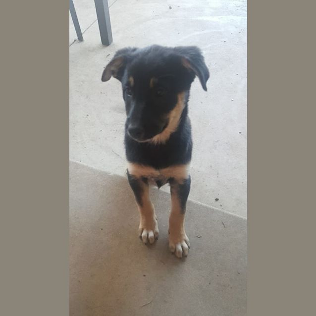 Photo of Jax 