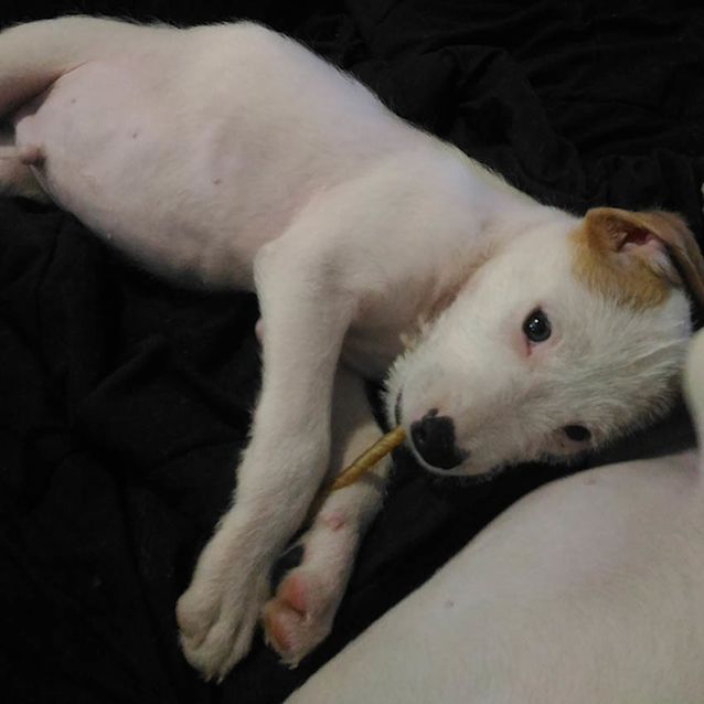 Photo of James ~ Wolfhound X Staffy (On Trial 4/11/2017)