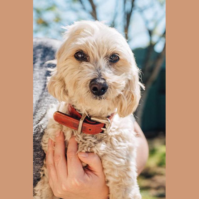 Photo of Buddy **Adoption Pending**