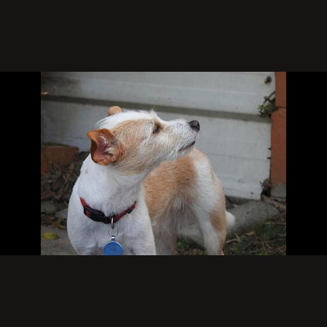 Photo of Max **Adoption Pending**