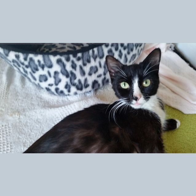 Photo of Misty