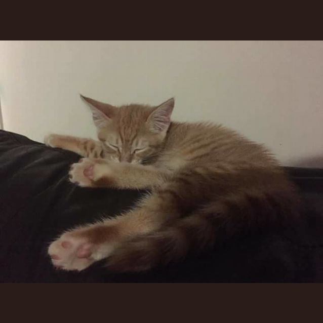 Photo of Cazzie