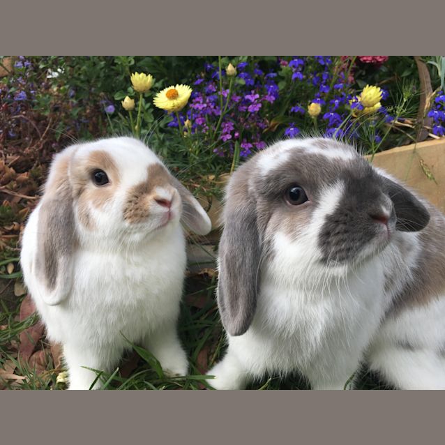 Photo of Jaffa & Amber 