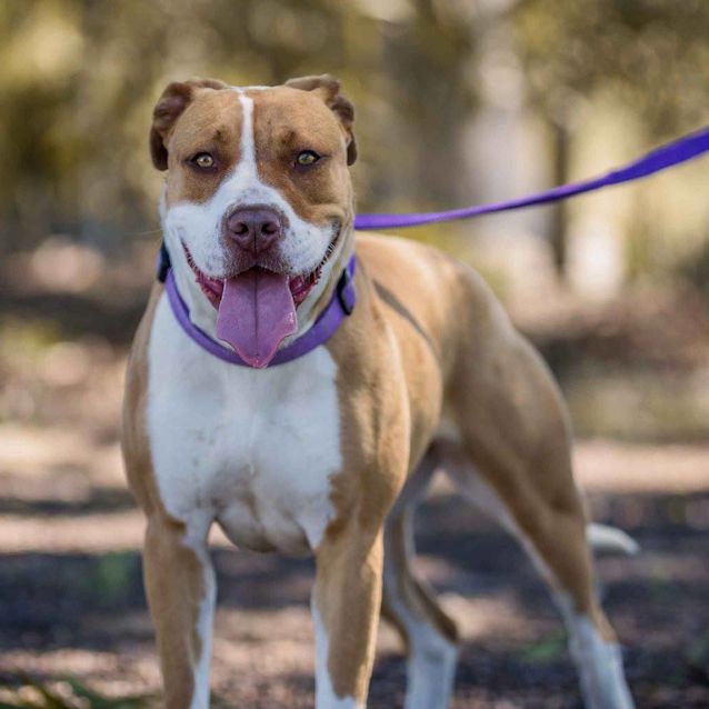 Photo of Lindy Db216