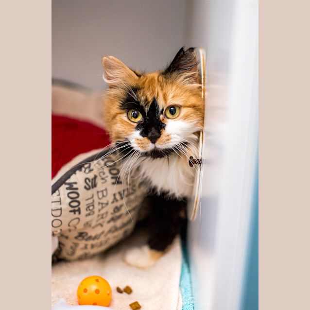 Photo of Puss