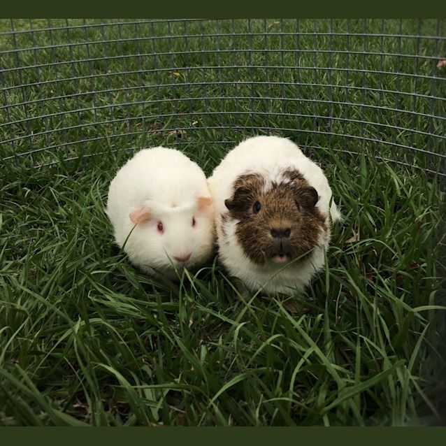 Photo of Harper And Riley (Female And Desexed Male)