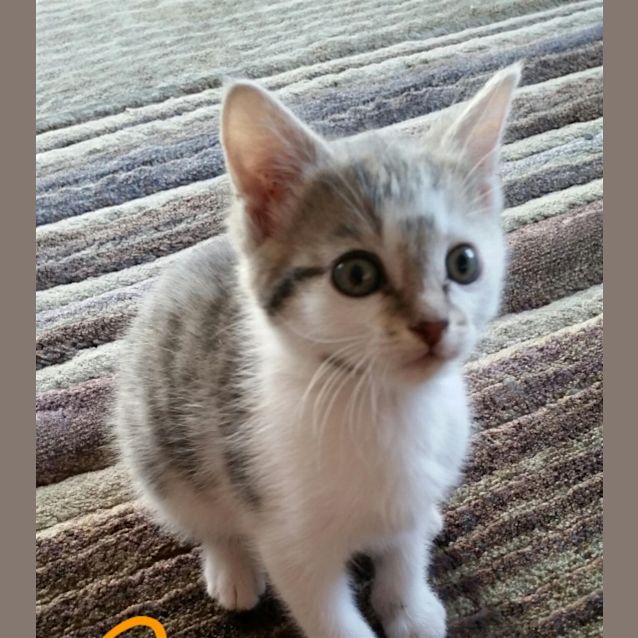 Photo of Piccolo