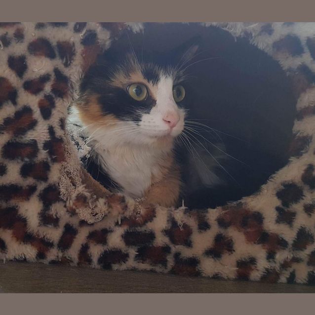 Photo of Elegant Hallie 