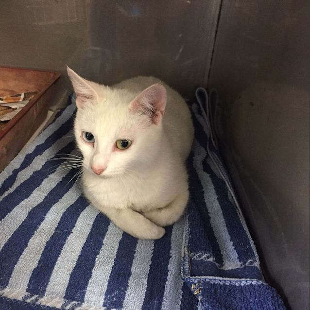 Photo of Snowflake