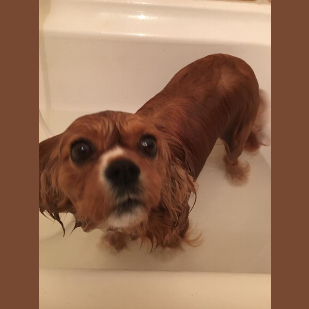 Photo of Rubi ... Assisted Rehome