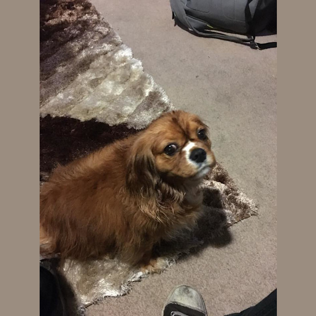 Photo of Rubi ... Assisted Rehome