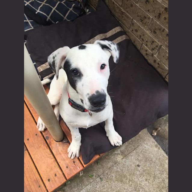 Photo of Casper