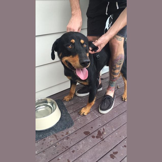 Photo of Angus